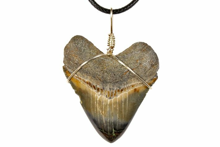 1.8" Fossil Megalodon Tooth Necklace